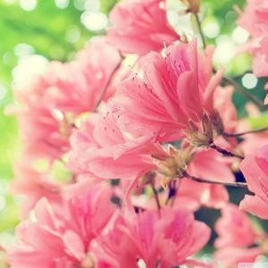 Meet your Posher, Selah